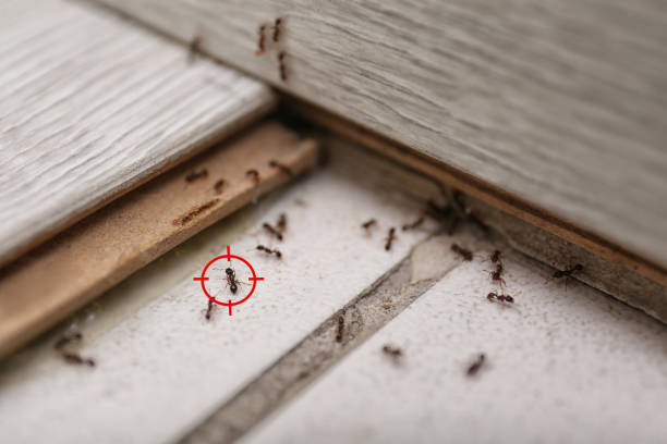 Best Best Pest Control Companies  in Pleasantville, NY